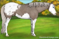 Horse Color:Silver Black Sabino Splash Appaloosa 