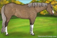 Horse Color:Silver Bay Dun 