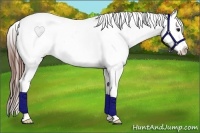 Horse Color:Bay Appaloosa Rabicano