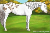 Horse Color:Sable Champagne Appaloosa