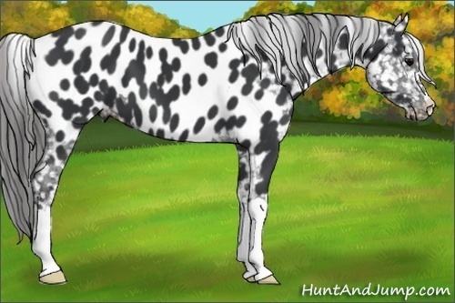 Horse Color:Black Near Leopard