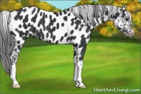 Horse Color:Black Appaloosa