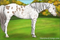 Horse Color:Sable Champagne Appaloosa Rabicano