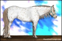 Horse Color:White Spotted Liver Chestnut Pearl Appaloosa