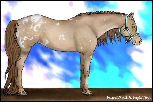 Horse Color:White Spotted Liver Chestnut Pearl Appaloosa 