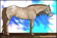 Horse Color:White Spotted Liver Chestnut Pearl Appaloosa 