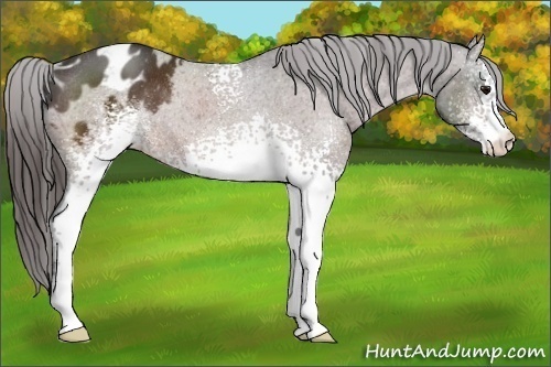Horse Color:White Spotted Brown Appaloosa Rabicano 