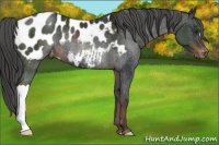 Horse Color:Liver Chestnut Appaloosa Rabicano 