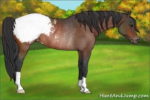 Horse Color:Bay Appaloosa Rabicano