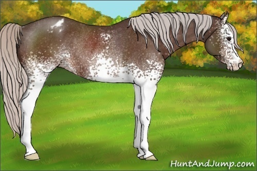 Horse Color:White Spotted Silver Bay Appaloosa Rabicano