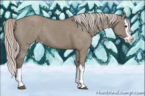 Horse Color:Silver Grullo Splash Varnish 