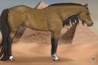 Horse Color:Buckskin Sabino