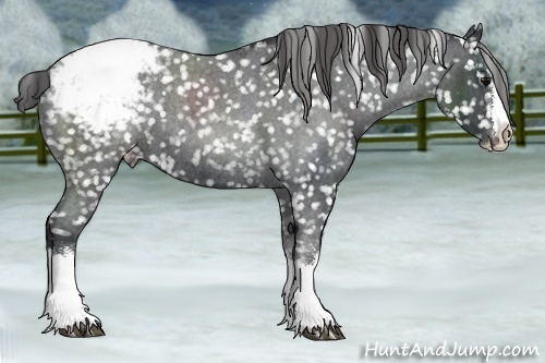 Horse Color:Blue Roan Splash Appaloosa 
