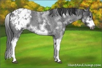 Horse Color:White Spotted Blue Roan Splash Frame Varnish
