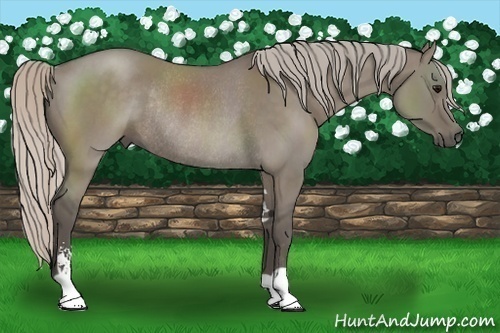 Horse Color:Silver Grullo Sabino Rabicano