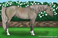 Horse Color:Silver Grullo Sabino Rabicano