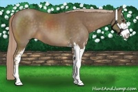 Horse Color:Chocolate Palomino Sabino 