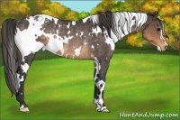 Horse Color:White Spotted Buckskin Appaloosa Rabicano