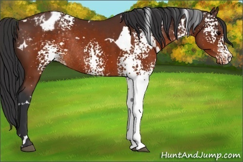 Horse Color:White Spotted Brown Varnish Rabicano