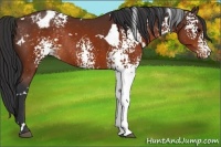 Horse Color:White Spotted Brown Varnish Rabicano 