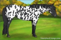 Horse Color:Black Near Leopard