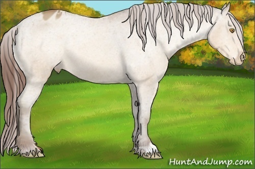 Horse Color:Amber Champagne Appaloosa 