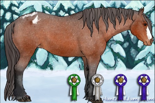 Horse Color:Bay Appaloosa 