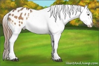 Horse Color:Buckskin Snowflake Varnish 