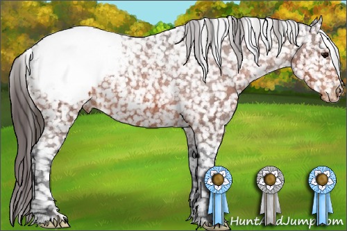 Horse Color:Bay Appaloosa 