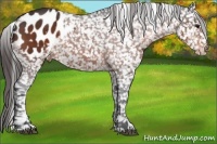 Horse Color:Bay Appaloosa 