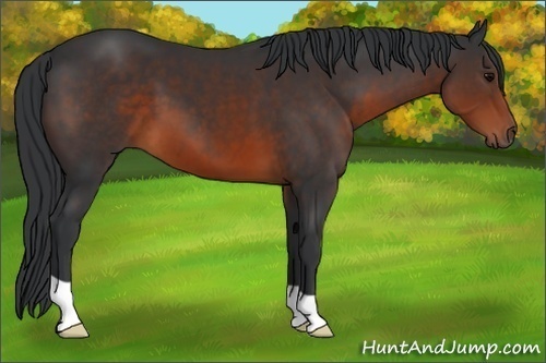 Horse Color:Brown 