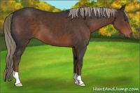 Horse Color:Liver Chestnut