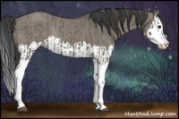 Horse Color:Smoky Grullo Sabino Splash and Smoky Grullo Sabino Splash Rabicano