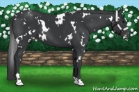 Horse Color:White Spotted Black Varnish