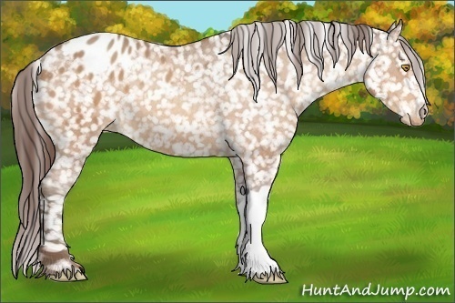 Horse Color:Amber Champagne Appaloosa 
