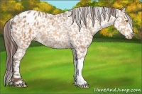 Horse Color:Amber Champagne Appaloosa 