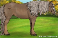 Horse Color:Chocolate Palomino