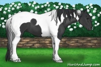 Horse Color:Black Tobiano 