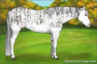 Horse Color:Grullo Sabino Splash and Grullo Sabino Splash