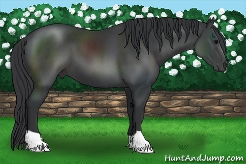 Horse Color:Black 