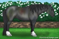 Horse Color:Black 