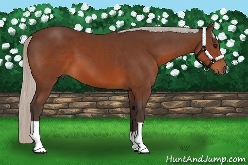 Horse Color:Silver Brown 