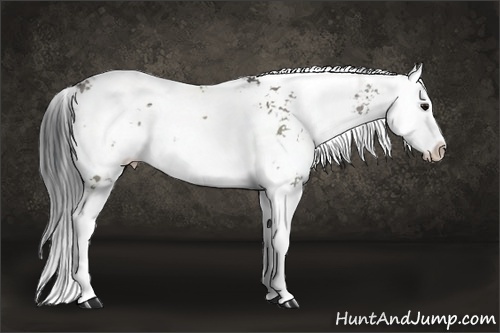 Horse Color:Grullo Sabino Splash Rabicano