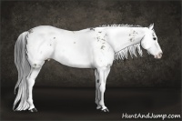 Horse Color:Grullo Sabino Splash Rabicano 