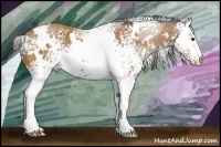 Horse Color:White Spotted Buckskin