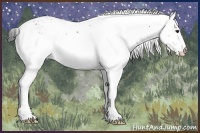 Horse Color:White Spotted Bay 