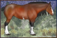 Horse Color:White Spotted Brown Sabino