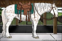 Horse Color:Gold Champagne Appaloosa and Gold Champagne Tobiano Appaloosa