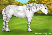 Horse Color:Gray White Spotted Brown Sabino Frame 