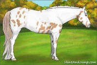 Horse Color:Gold Champagne Near Leopard and Gold Champagne Splash Near Leopard